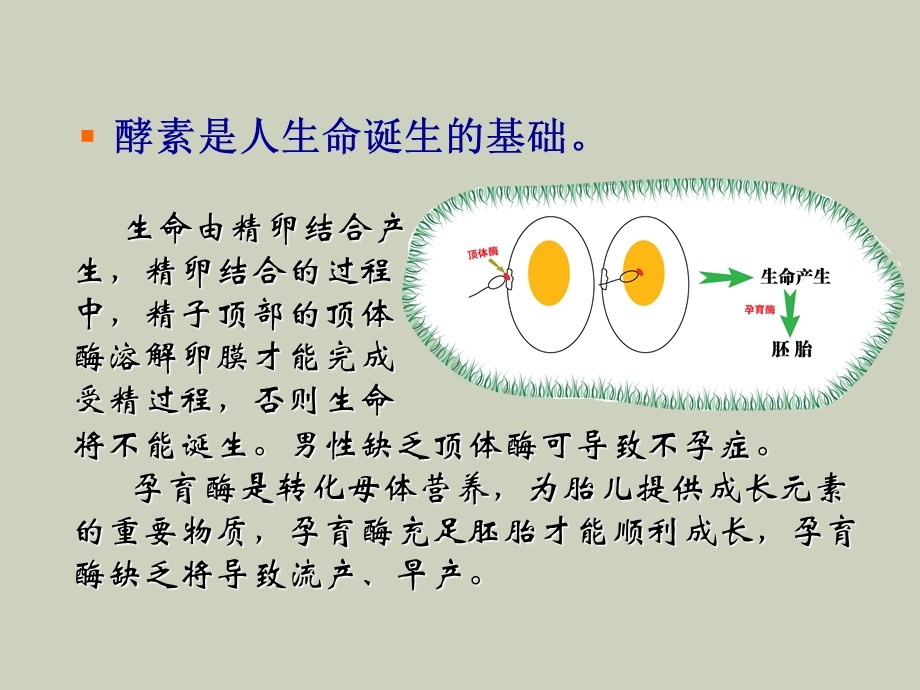 酵素健康知识讲座.ppt_第3页