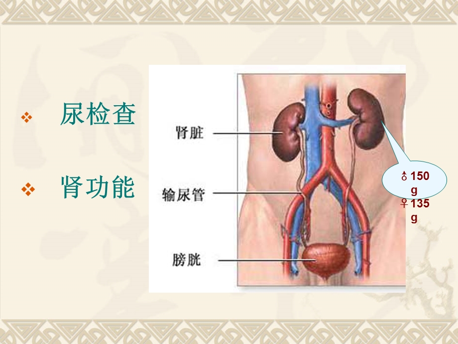 肾内科常用的实验室检查ppt课件.ppt_第2页