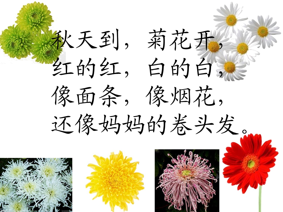 苏教版一年级语文《看菊花》课件.ppt_第1页