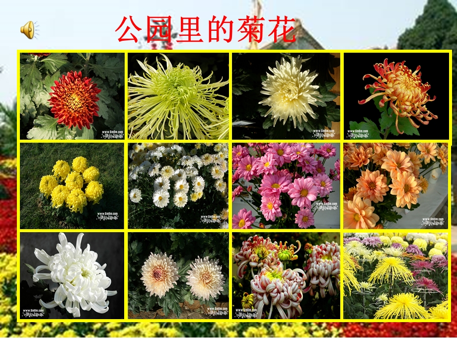 苏教版一年级语文《看菊花》课件.ppt_第2页