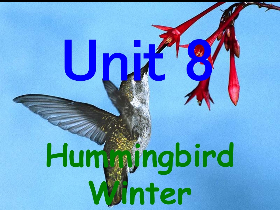 综英4-8-HummingbirdW.ppt_第1页