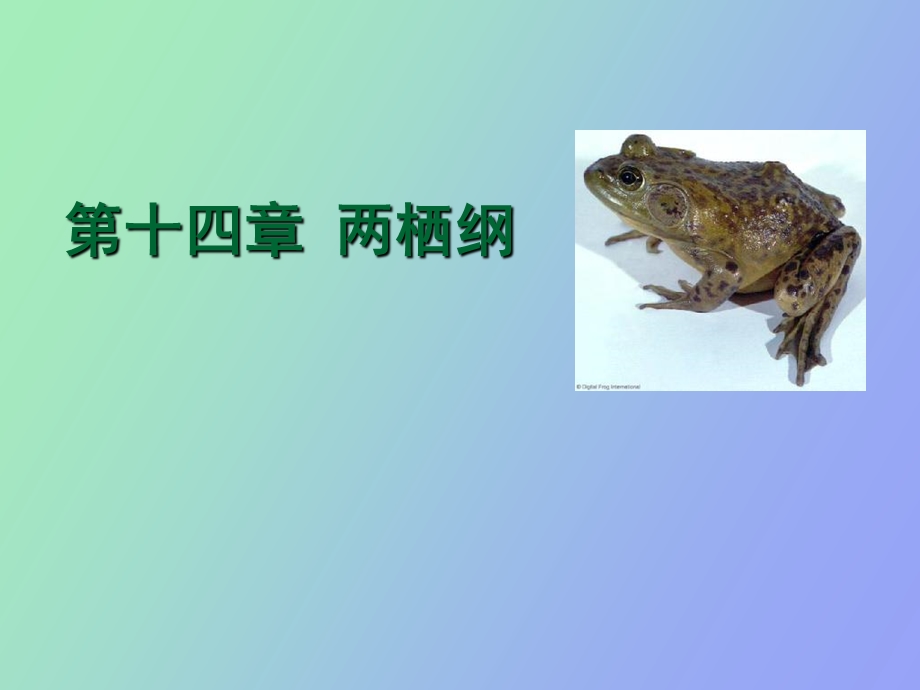 脊椎动物四两栖纲.ppt_第1页