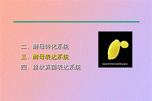 酵母表达系统.ppt