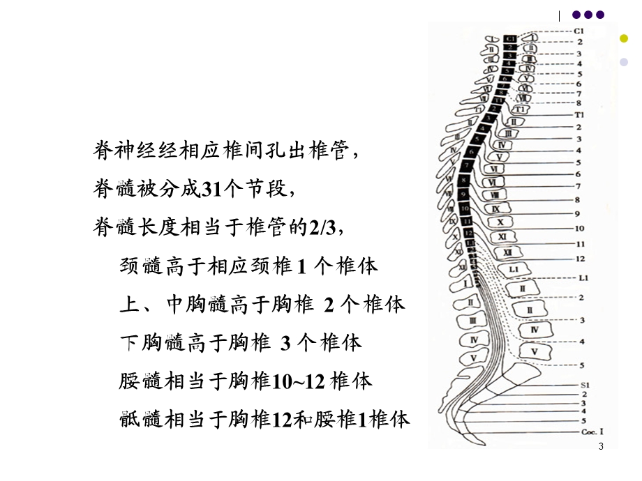 脊髓疾病护理查房PPT课件.ppt_第3页