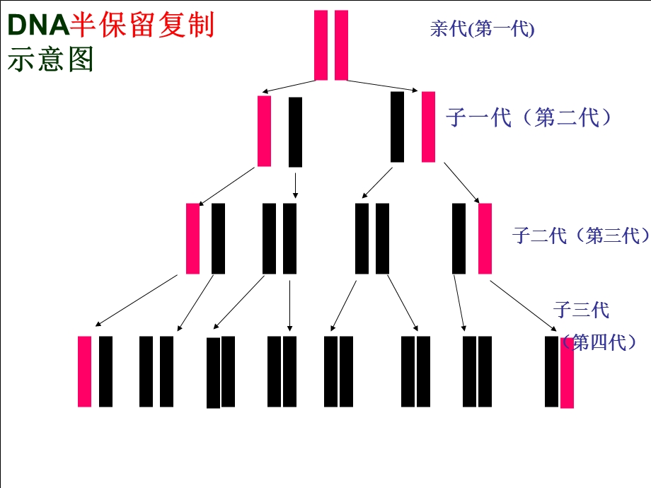 DNA的复制.ppt_第3页