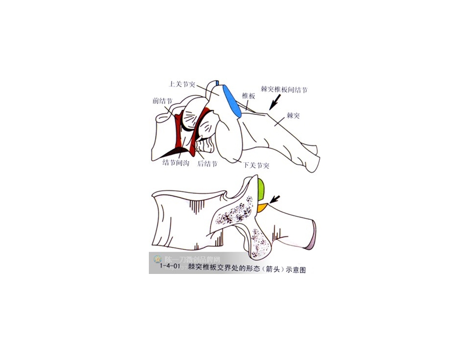 脊柱刀法示意图.ppt_第3页