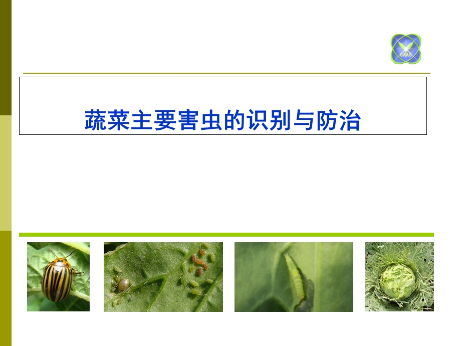 蔬菜主要害虫的识别与防治.ppt_第1页