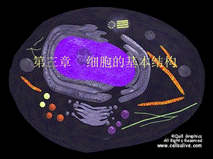 细胞的基本结构 (2).ppt