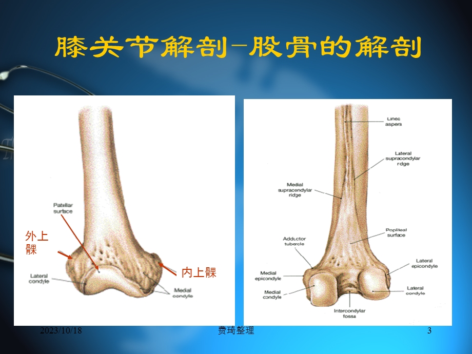 膝关节的物理检查.ppt_第3页