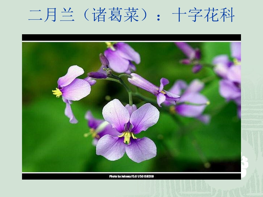 花卉学之二年生花卉.ppt_第1页