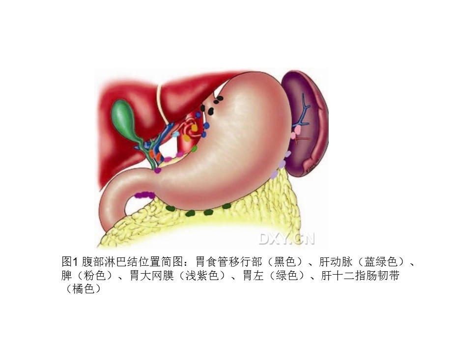 腹部器官正常淋巴引流.ppt_第3页