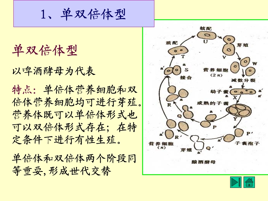 酵母菌培养的特征.ppt_第3页