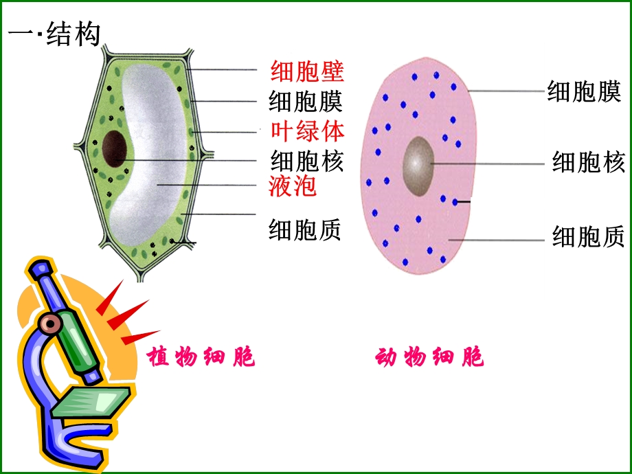 苏科版生物七年级下册复习ppt全.ppt_第2页