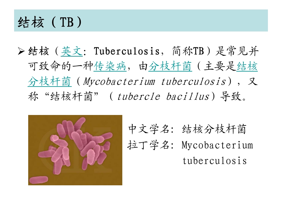 结核病PPT课件.ppt_第2页