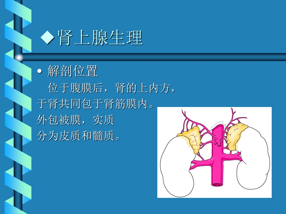 肾上腺的生理和病理ppt课件.ppt_第2页