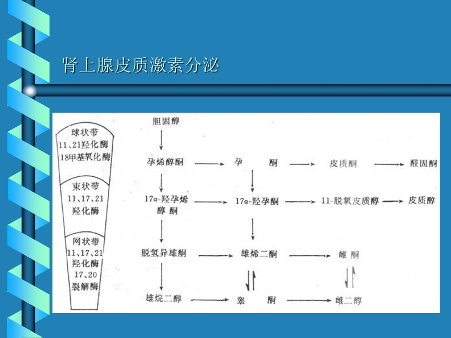 肾上腺的生理和病理ppt课件.ppt_第3页