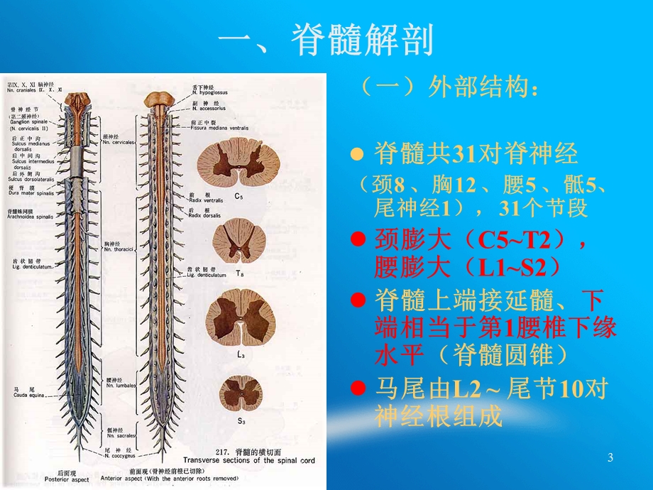 脊髓疾病ppt课件.ppt_第3页