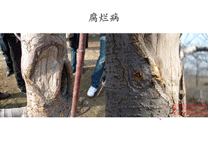 苹果病虫害图谱.ppt