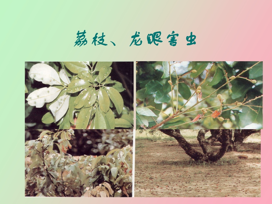 荔枝龙眼害虫.ppt_第1页