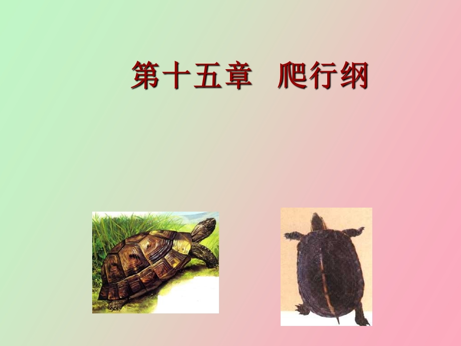 脊椎动物五爬行纲.ppt_第1页