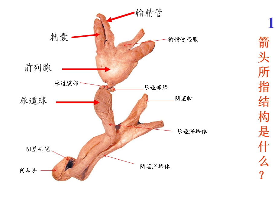 解剖图片考试.ppt_第1页
