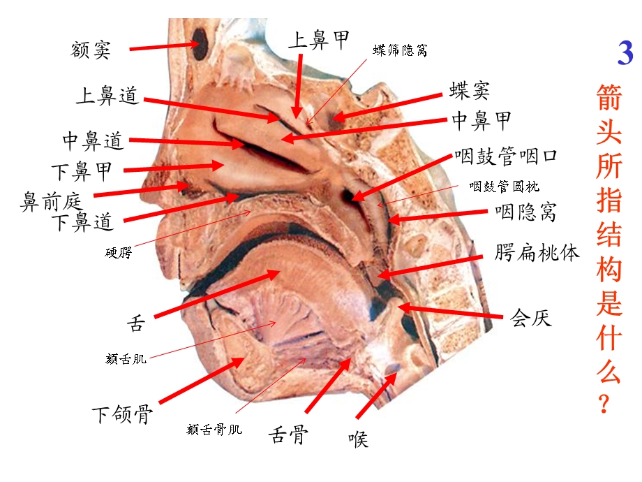 解剖图片考试.ppt_第3页