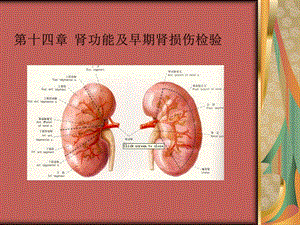 肾功能及早期肾损伤检验.ppt