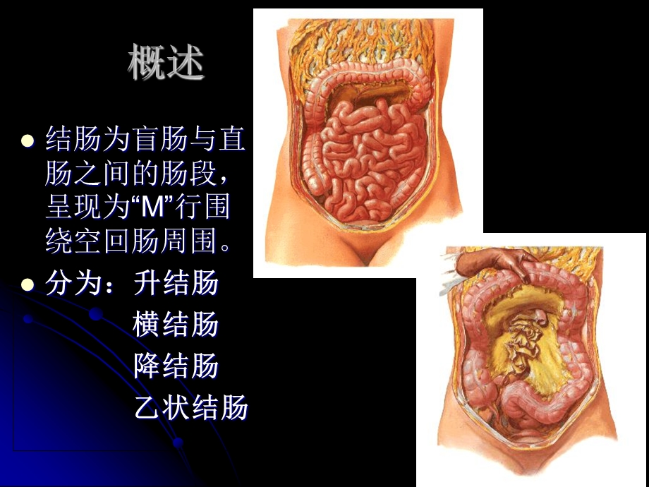 结直肠肛管解剖-凌光烈修改版.ppt_第3页