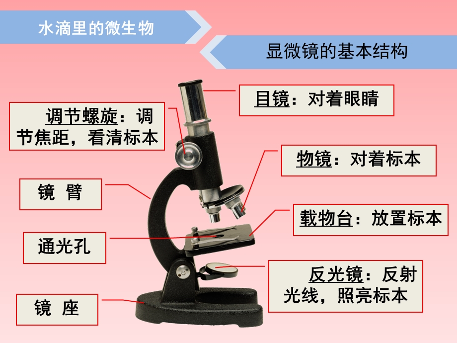 苏教版科学六年级上水滴里的生物.ppt_第2页