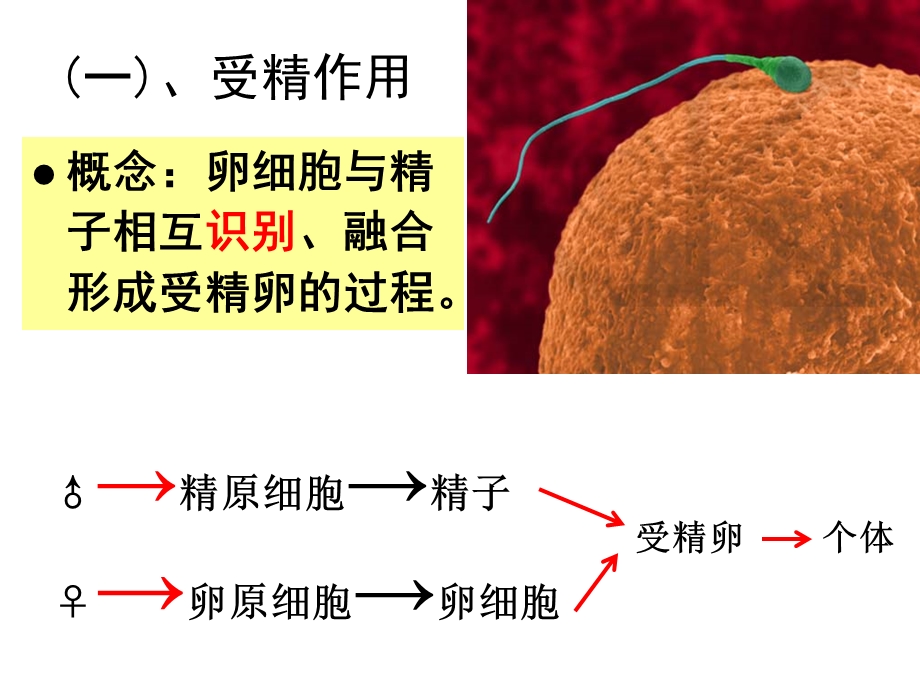 受精作用公开课.ppt_第3页