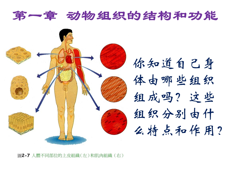 生物奥赛课件上皮组织广东专用.ppt_第1页