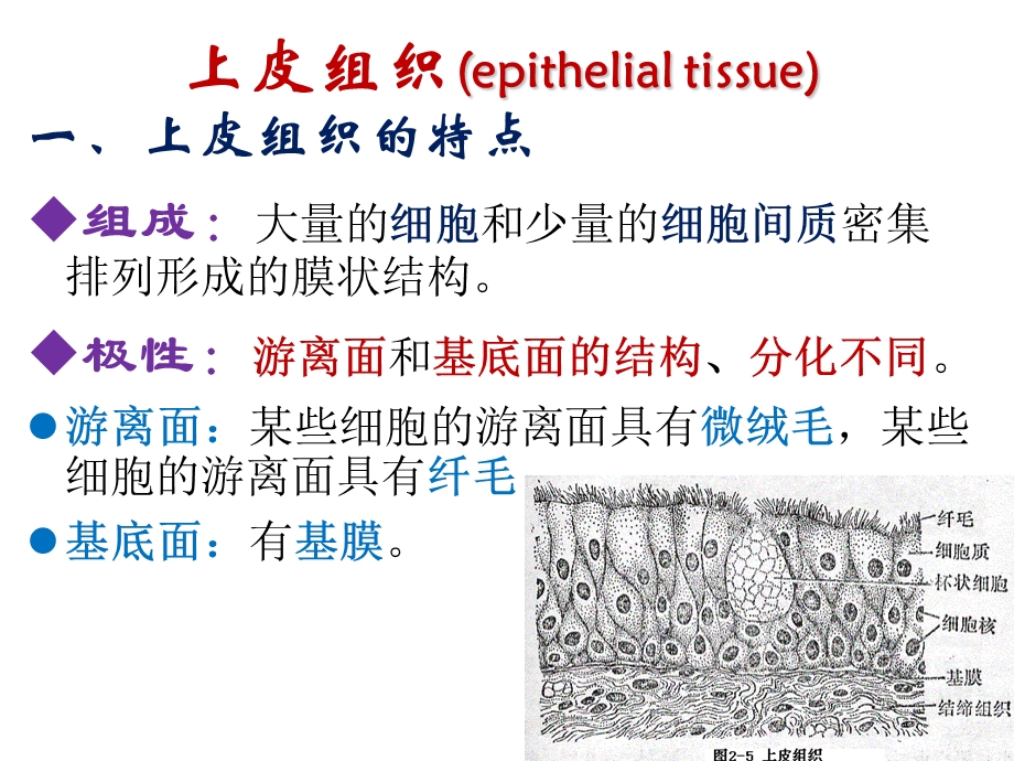 生物奥赛课件上皮组织广东专用.ppt_第3页