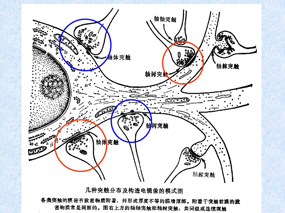 突触和突触传递第5章N递质和调质.ppt_第3页