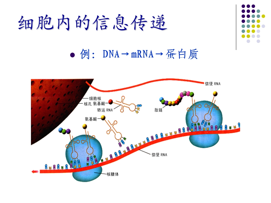 生态系统信息传递讲稿.ppt_第1页