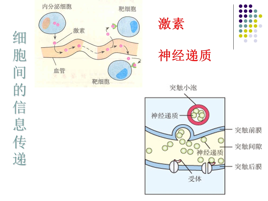 生态系统信息传递讲稿.ppt_第2页