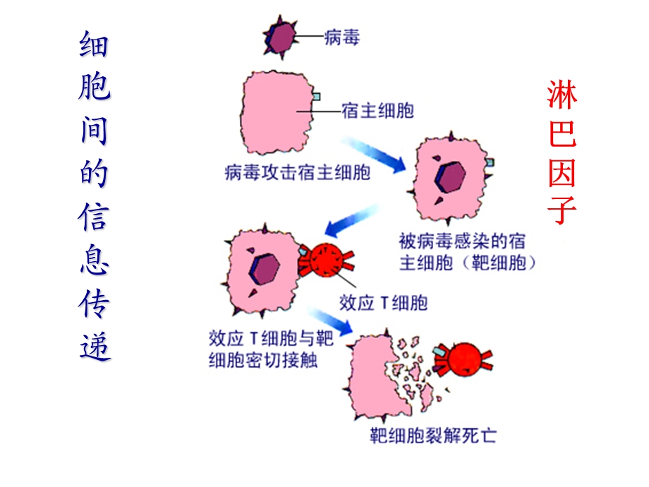 生态系统信息传递讲稿.ppt_第3页