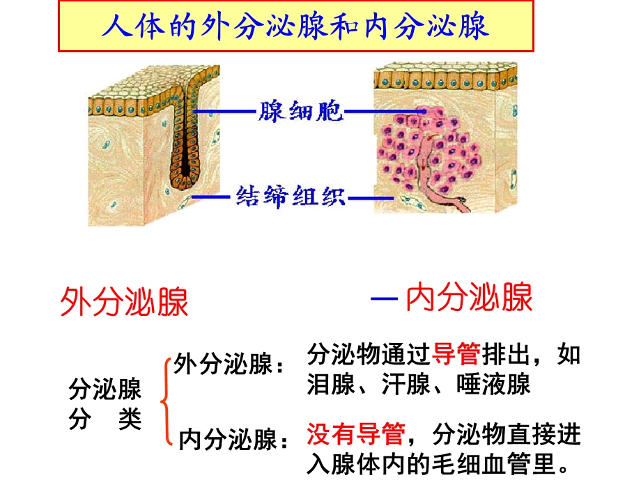 高等动物的内分泌系统和体液调.ppt_第3页