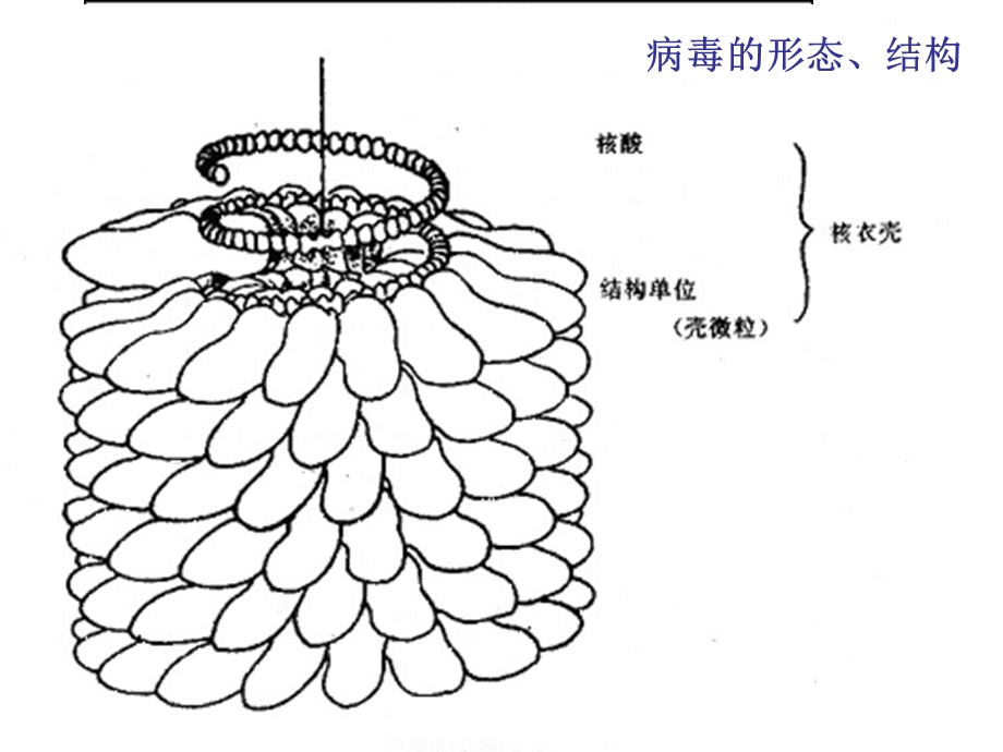 微生物学的基础知识.ppt_第3页