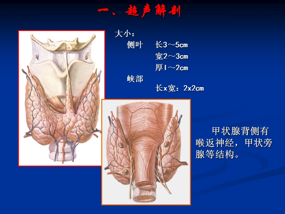 甲状腺超声培训PPT.ppt_第2页