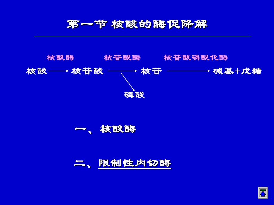 生化23核酸的酶促降解及核苷酸代谢.ppt_第2页