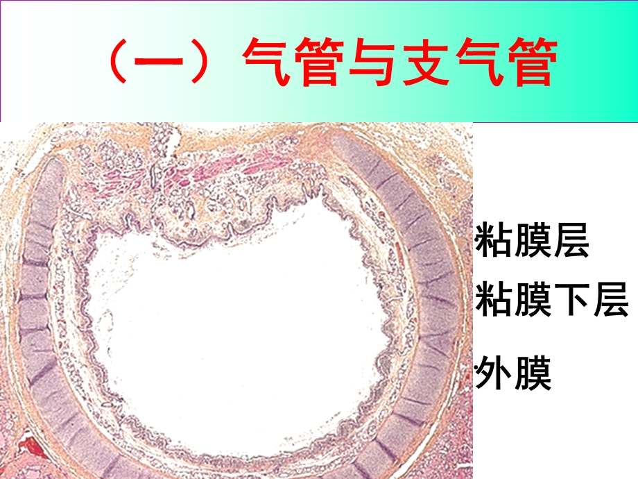 《系统解剖学》呼吸系统.ppt_第3页