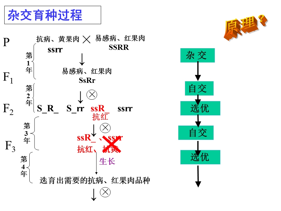 高二生物课件第二节-生物变异在生产上的应用.ppt_第3页