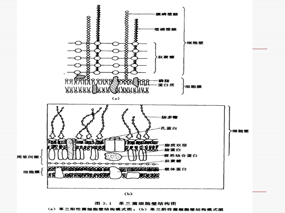 生物细胞4第四章微生物细胞的破碎.ppt_第3页