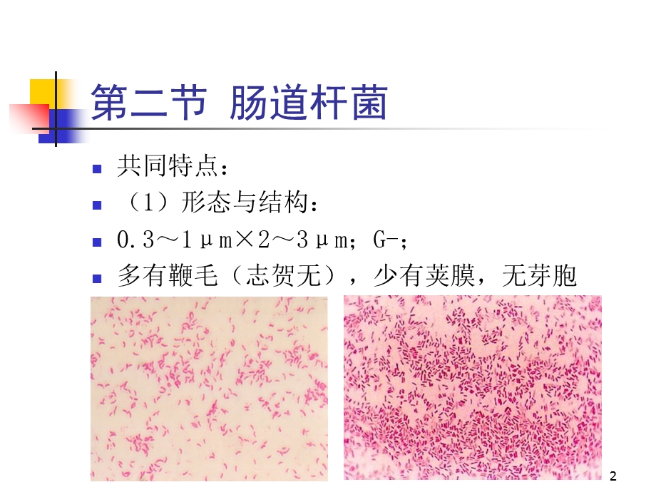 教学课件：第五章第二节肠道杆菌.ppt_第2页