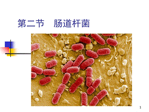 教学课件：第五章第二节肠道杆菌.ppt
