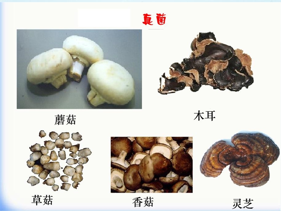 生物上册第五单元第四章第一节细菌和真菌的分布.ppt_第2页