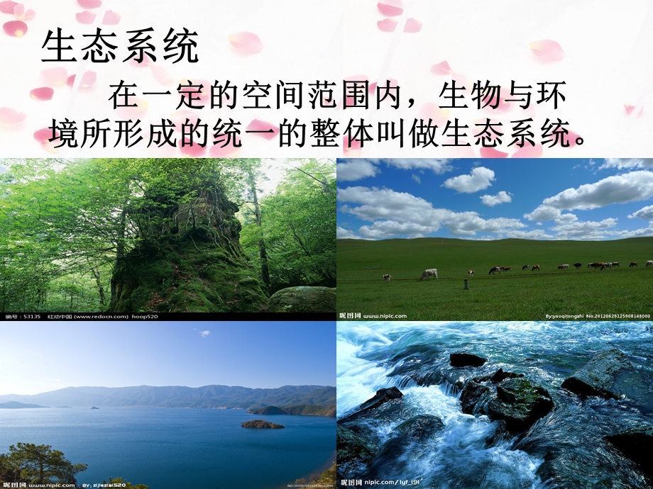 教学课件第二节生物与环境组成生态系统.ppt_第3页