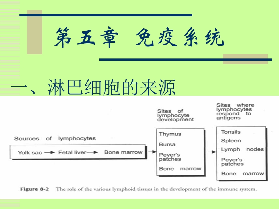 现代免疫学第五章.ppt_第1页