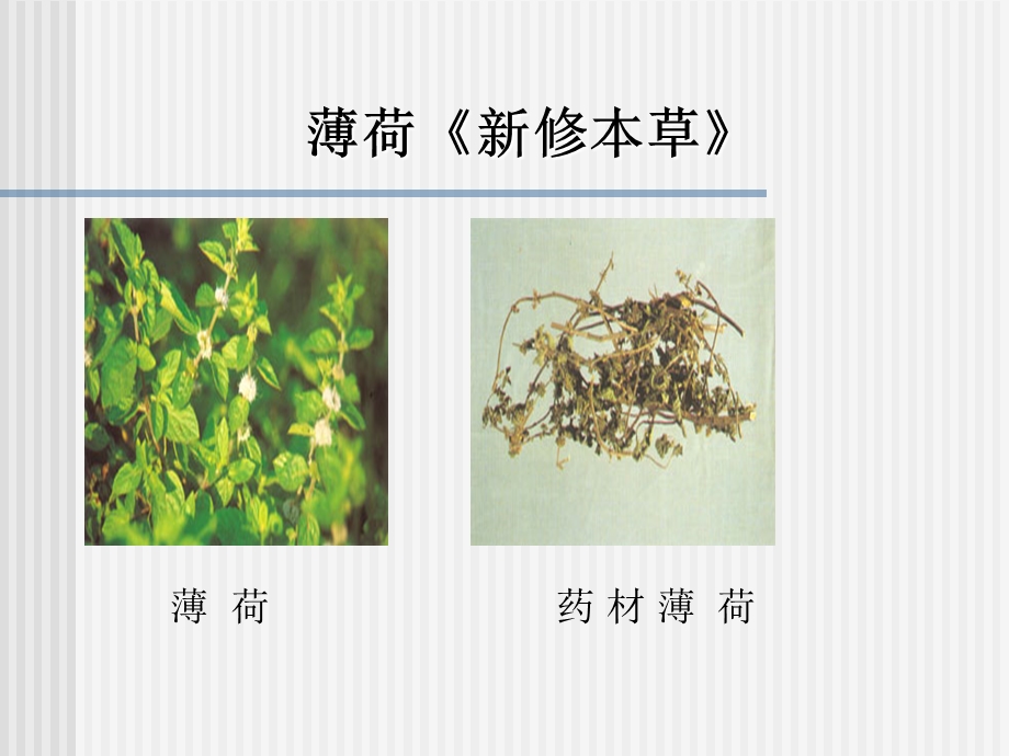 发散风热药(辛凉解).ppt_第3页