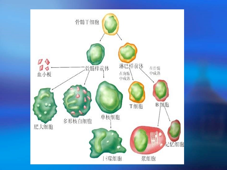 微生物医学人体免疫.ppt_第3页